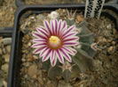 ECHINOFOSSULOCACTUS COPTONOGONUS