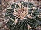 ECHINOFOSSULOCACTUS PHYLLACANTHUS V VIOLACIFLORUS