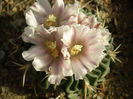 ECHINOFOSSULOCACTUS PHYLLACANTHUS V VIOLACIFLORUS