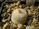EPITHELANTHA MICROMERIS