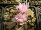 GYMNOCALYCIUM BRUCHII V DEVIATUM