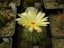 NOTOCACTUS BUININGII