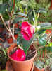 Camelia