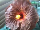 tahitian bronze radiance -74