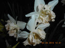 DSCN7641