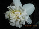 DSCN7652