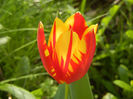 Tulipa Mickey Mouse (2014, April 14)