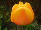 Tulipa Blushing Apeldoorn (2014, Apr.13)