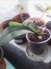 orchidee multumesc Roxanaradu
