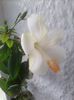 fiji primit de la Mery multumesc