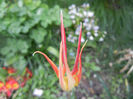 Tulipa Acuminata (2014, April 15)