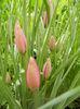 Tulipa Little Beauty (2014, April 13)