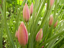 Tulipa Little Beauty (2014, April 13)