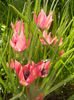 Tulipa Little Beauty (2014, April 14)