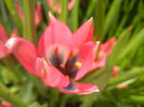 Tulipa Little Beauty (2014, April 14)