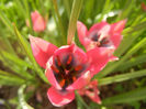 Tulipa Little Beauty (2014, April 14)