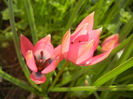 Tulipa Little Beauty (2014, April 14)