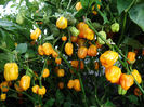 ardei iute habanero-yellow