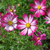 Cosmos bipinnatus Red White