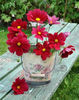 Cosmos Rubenza.