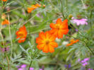 Cosmos, Bright Lights.