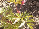 Dicentra spectabilis-roz-