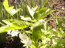 Dicentra spectabilis-alba-