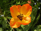 Tulipa Orange Bowl (2014, April 14)