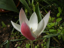 Tulipa Peppermint Stick (2014, April 15)