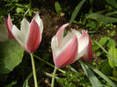 Tulipa Peppermint Stick (2014, April 15)