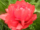 Tulipa Red (2014, April 15)