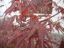 Acer palmatum Bloodgood (2014, Apr.13)