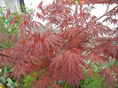 Acer palmatum Bloodgood (2014, Apr.13)