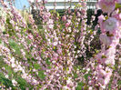 Prunus Triloba