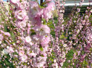 Prunus Triloba