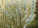 Prunus alb