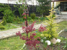 Acer atropurpurea