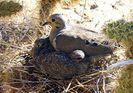 220px-Mother_Dove_and_Squabs_Nesting