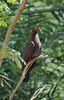 220px-Patagioenas_squamosa_in_Barbados_a-01