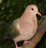 582px-Emerald_Dove