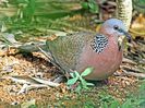 799px-Spotted_Dove_RWD4