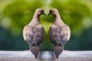bird-dove-birds-0100