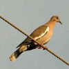 Birdli1735