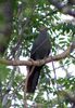 Black cuckoo dove