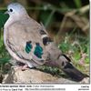 EmeraldspottedWoodDove2