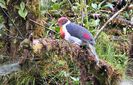 fruitdove2