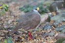 img_82431-178436