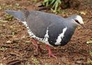 Leucosarcia_melanoleuca