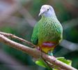 lilac-capped-fruit-dove-5