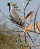 Oena_capensis